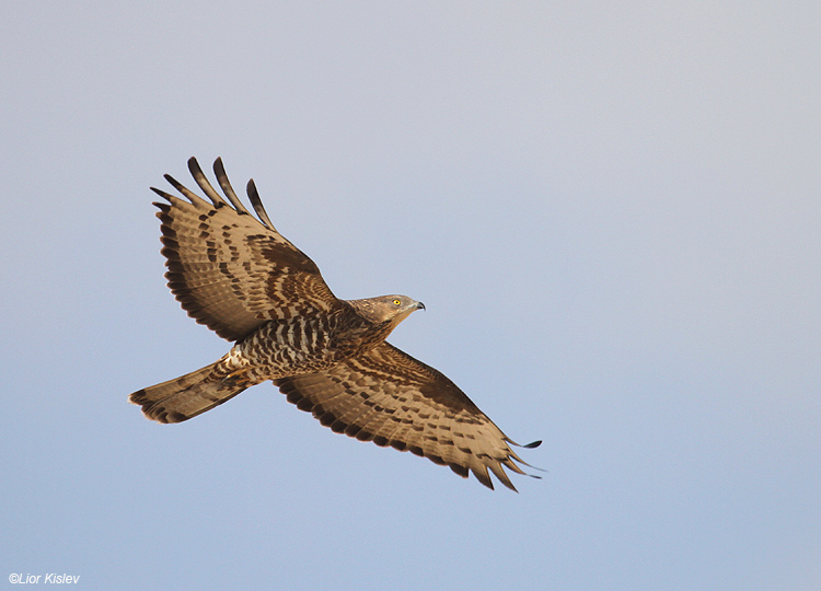    Honey Buzzard  Pernis  apivorus ,Eilat,May 2010. Lior Kislev    